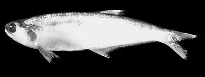 Sabretoothed thryssa (Lycothrissa crocodilus)