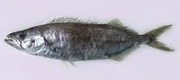 Sackfish (Neoepinnula orientalis)