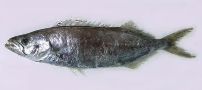 Sackfish (Neoepinnula orientalis)