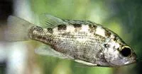 Sacramento perch (Archoplites interruptus)