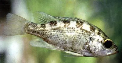 Sacramento perch (Archoplites interruptus)