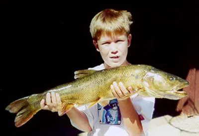 Sacramento pikeminnow (Ptychocheilus grandis)