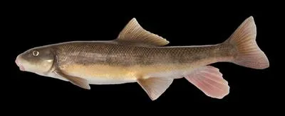 Sacramento sucker (Catostomus occidentalis occidentalis)