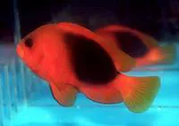 Saddle anemonefish (Amphiprion ephippium)