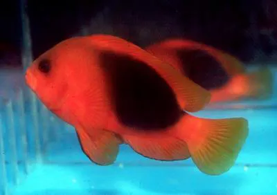 Saddle anemonefish (Amphiprion ephippium)