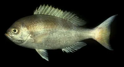 Saddle-back snapper (Paracaesio kusakarii)