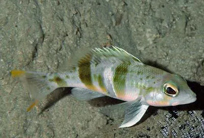 Saddle bass (Serranus notospilus)