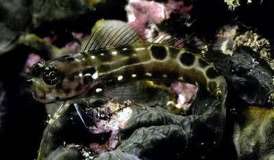 Saddle blenny (Ecsenius sellifer)