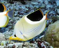 Saddle butterflyfish (Chaetodon ephippium)