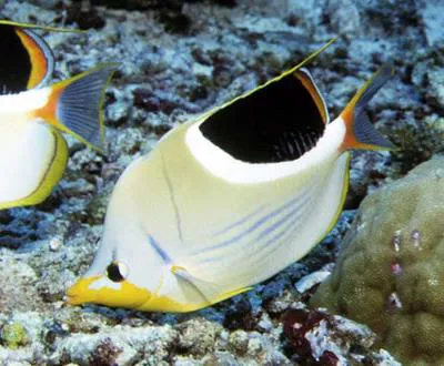 Saddle butterflyfish (Chaetodon ephippium)