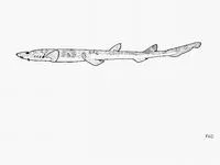 Saddle carpetshark (Cirrhoscyllium japonicum)