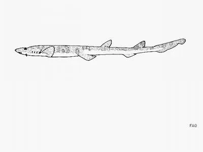 Saddle carpetshark (Cirrhoscyllium japonicum)
