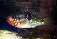 Saddle cichlid (Aequidens tetramerus)