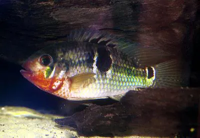Saddle cichlid (Aequidens tetramerus)