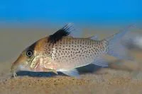 Saddle corydoras (Corydoras ephippifer)