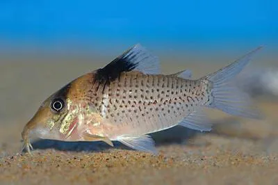 Saddle corydoras (Corydoras ephippifer)