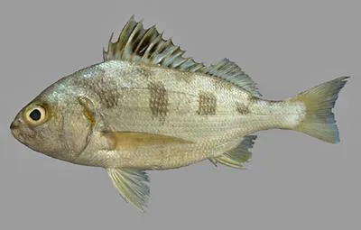 Saddle grunt (Pomadasys maculatus)