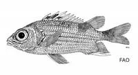Saddle squirrelfish (Sargocentron poco)