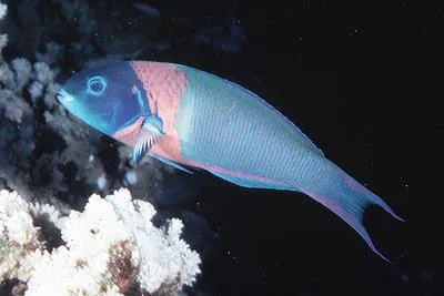 Saddle wrasse (Thalassoma duperrey)