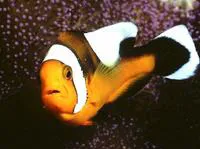 Saddleback clownfish (Amphiprion polymnus)