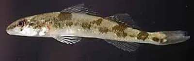Saddleback darter (Percina vigil)