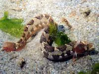 Saddleback gunnel (Pholis ornata)
