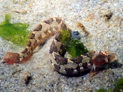 Saddleback gunnel (Pholis ornata)