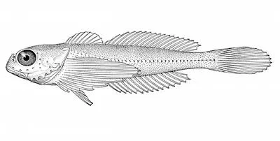 Saddleback sculpin (Oligocottus rimensis)