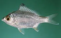 Saddleback silver-biddy (Gerres limbatus)