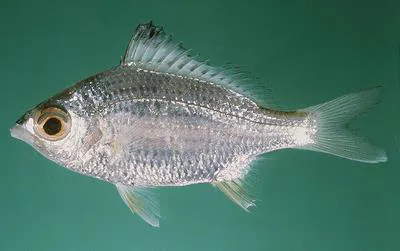 Saddleback silver-biddy (Gerres limbatus)