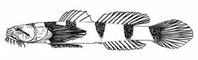 Saddlebanded goby (Barbulifer mexicanus)