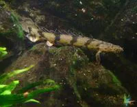 Saddled bichir (Polypterus endlicherii endlicherii)