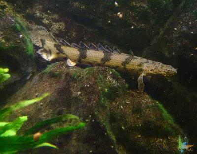 Saddled bichir (Polypterus endlicherii endlicherii)