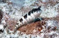 Saddled blenny (Malacoctenus triangulatus)