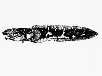 Saddled eelpout (Lycodes mucosus)