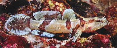 Saddled goby (Callogobius clitellus)