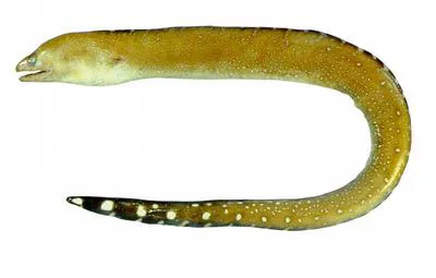 Saddled moray (Gymnothorax conspersus)