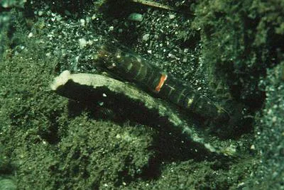 Saddled prawn-goby (Cryptocentrus leucostictus)