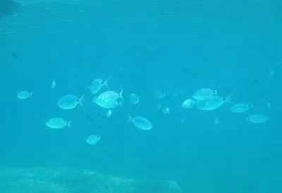 Saddled seabream (Oblada melanura)