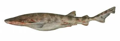 Saddled swellshark (Cephaloscyllium variegatum)
