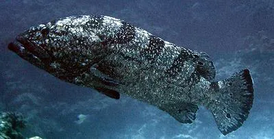 Saddletail grouper (Epinephelus daemelii)