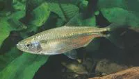 Sadler's robber (Brycinus sadleri)