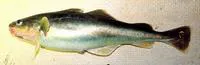 Saffron cod (Eleginus gracilis)