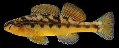 Saffron darter (Etheostoma flavum)