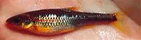 Saffron shiner (Notropis rubricroceus)