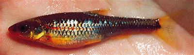 Saffron shiner (Notropis rubricroceus)