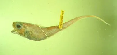 Sagami grenadier (Ventrifossa garmani)