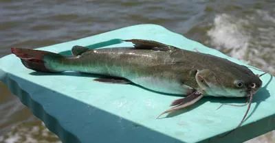 Sagor catfish (Hexanematichthys sagor)