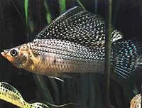 Sail-fin molly (Poecilia velifera)