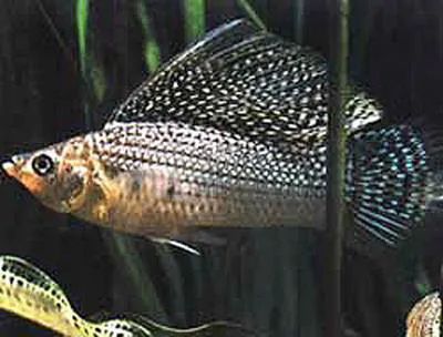 Sail-fin molly (Poecilia velifera)